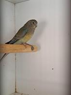 Roodrugparkiet, roodrug 2024, Femelle, Perruche, Bagué