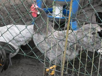 hen leghorn blauw grijs beschikbaar voor biedingen