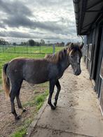 Ponyveulen te koop, Dieren en Toebehoren, 0 tot 2 jaar, Onbeleerd, D pony (1.37m tot 1.48m), Merrie