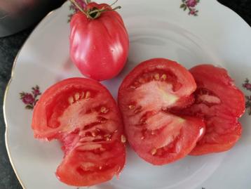 5 zaden Santa Ana kleine buideltomaat - biologisch beschikbaar voor biedingen