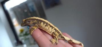 0.1 witte Extreme Tricolor Harlequin wimpergekko vrouw beschikbaar voor biedingen