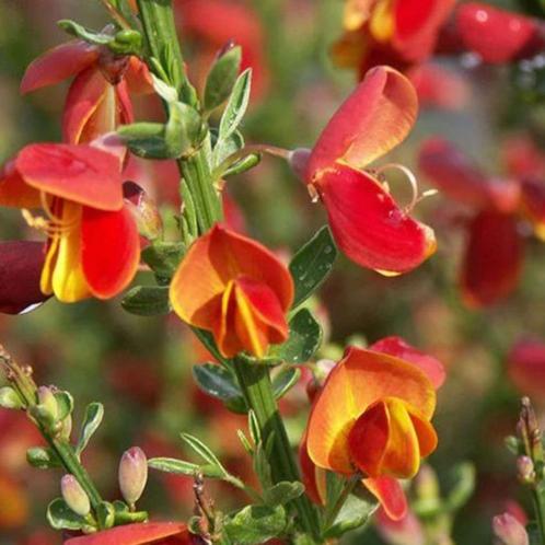 Tweekleurige bezem, rood en geel, Tuin en Terras, Planten | Struiken en Hagen, Struik, Overige soorten, Minder dan 100 cm, Ophalen