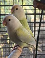 Dwergpapegaaien (Personata + Roseicolli + Fischeri) te koop, Dieren en Toebehoren, Vogels | Parkieten en Papegaaien, Meerdere dieren