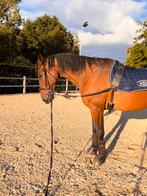 Verzorg/lease paard gezocht/verzorger aangeboden, Dieren en Toebehoren, Paarden