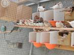 Mandarins, Dieren en Toebehoren