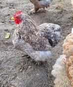 Jeune coq Pékin