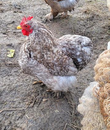 Jeune coq Pékin  beschikbaar voor biedingen