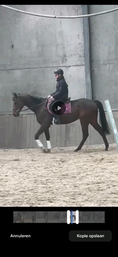 Super braaf damespaardje, Dieren en Toebehoren, Paarden, Ruin, Zadelmak, 160 tot 165 cm, 3 tot 6 jaar, Recreatiepaard, Met stamboom