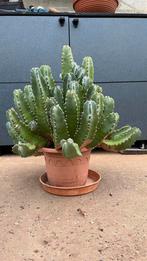 Euphoria resinifera, Huis en Inrichting, Kamerplanten, Cactus, Minder dan 100 cm, Ophalen of Verzenden, In pot