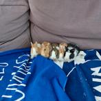 Dwergkonijntjes, Meerdere dieren, Dwerg, 0 tot 2 jaar