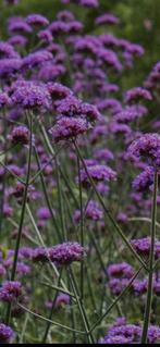 Verbena bonariensis of Ijzerhard, Tuin en Terras, Ophalen, Zomer, Vaste plant, Overige soorten