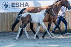 Veulen merrie, Carla van ‘t Stelenshof, Belgian H.P. Society, Dieren en Toebehoren, Paarden, Merrie, Onbeleerd, Springpaard, 0 tot 2 jaar