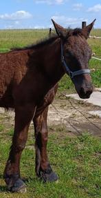 Trekpaad hengst veulen, Dieren en Toebehoren, Paarden, Minder dan 160 cm, Gechipt, 0 tot 2 jaar, Hengst