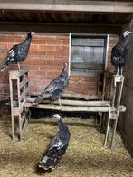 Amerikaanse wilde kalkoenen te koop, Animaux & Accessoires, Oiseaux | Oiseaux Autre, Plusieurs animaux