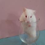 Mooie langharige goudhamster dame, Dieren en Toebehoren, Hamster, Februari, Vrouwelijk, Tam