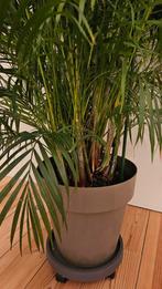 Prachtige gouden palm 1m80, Ophalen