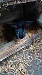 Konijn zwart, Dieren en Toebehoren, Konijnen
