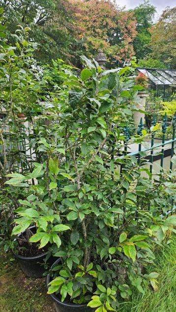 Ilex serrata mannelijk voor bonsai beschikbaar voor biedingen