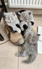 Britse langhaar kittens, Dieren en Toebehoren, Katten en Kittens | Raskatten | Langhaar, Meerdere dieren, Gechipt