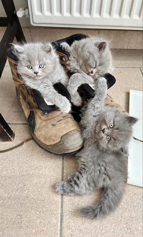 Britse langhaar kittens, Dieren en Toebehoren, Katten en Kittens | Raskatten | Langhaar, Meerdere dieren, Gechipt, Ontwormd, Ingeënt