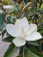Magnolia grandiflora Alta (TMGH'pbr) / Magnolia à feuilles p, En pot, Plein soleil, 400 cm ou plus, Enlèvement