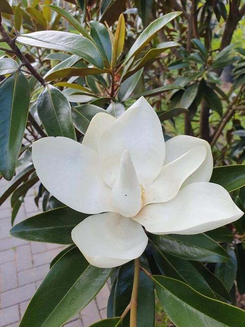 Magnolia grandiflora Alta (TMGH'pbr) / Magnolia à feuilles p, Jardin & Terrasse, Plantes | Arbres, Arbre à bulbes, 400 cm ou plus
