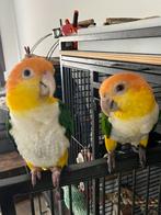 Caique, Animaux & Accessoires, Oiseaux | Perruches & Perroquets, Plusieurs animaux, Domestique