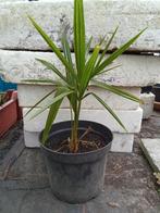 Trachycarpus fortunei, Tuin en Terras, Planten | Tuinplanten, Ophalen