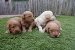 Prachtige Labradoodle pups (beide ouders labradoodle), Dieren en Toebehoren, België, Overige rassen, CDV (hondenziekte), 8 tot 15 weken