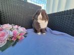Knappe choco bont Minilop voedster met stamboom
Heeft p, Dieren en Toebehoren, Konijnen, Vrouwelijk, Dwerg, Hangoor, 0 tot 2 jaar