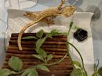 Wimpergekko Harlequin, Dieren en Toebehoren