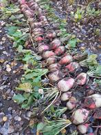 Handgerooide voederbieten, Enlèvement, Bétail