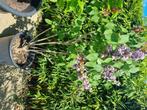 Jasmijn, Tuin en Terras, Planten | Tuinplanten, Ophalen, Lente, Vaste plant, Overige soorten