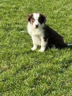 Leuke border collie pup, Dieren en Toebehoren, Honden | Herdershonden en Veedrijvers, België, CDV (hondenziekte), 8 tot 15 weken