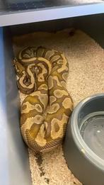 Python regius 1.0 caramel het pied, Animaux & Accessoires, Reptiles & Amphibiens