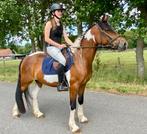 Super brave bonte merrie ideale recreatie/manegepony., Dieren en Toebehoren, Pony's, Merrie, Gechipt, Zadelmak, 3 tot 6 jaar