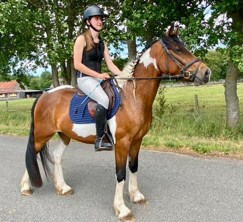 Super brave bonte merrie ideale recreatie/manegepony., Dieren en Toebehoren, Pony's, Merrie, Zadelmak, D pony (1.37m tot 1.48m)