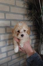 Poedel pup, Poedel, Nederland, 8 tot 15 weken, CDV (hondenziekte)