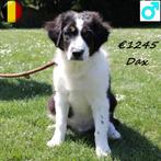 Australische Herder's Duke, Draco & Dax - reutjes te koop, België, CDV (hondenziekte), 8 tot 15 weken, Meerdere