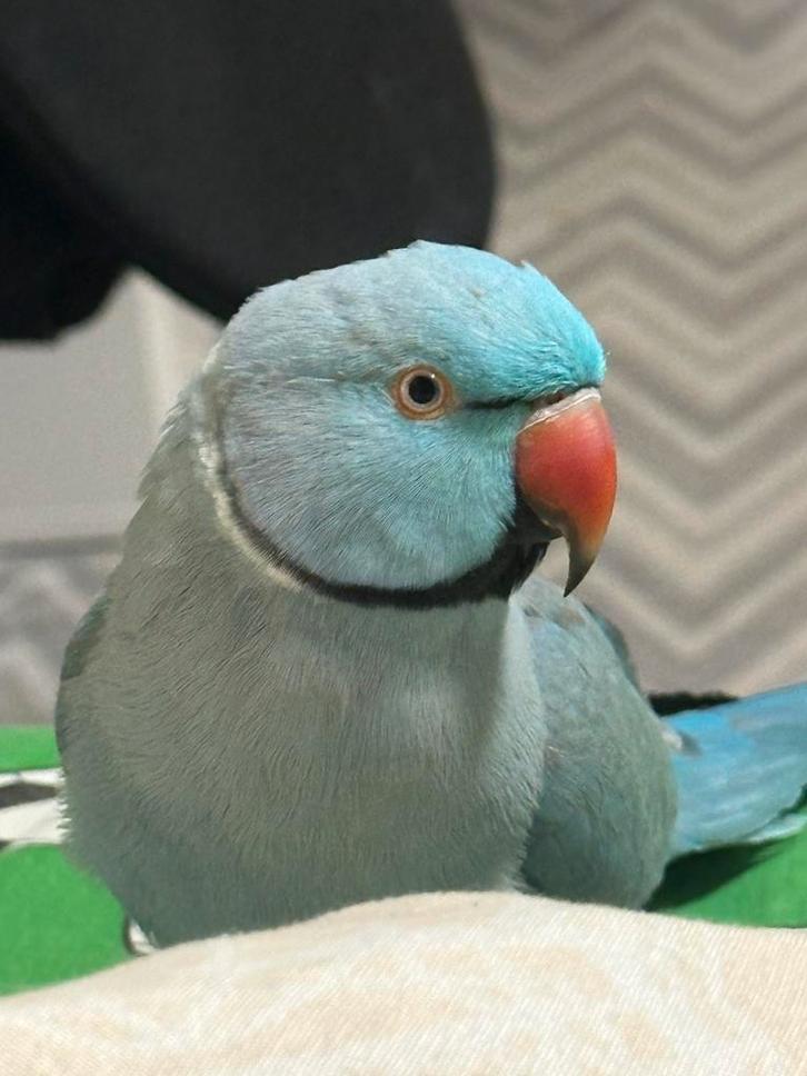 2 perruches à collier domestique, Animaux & Accessoires, Oiseaux | Perruches & Perroquets, Perruche, Mâle, Parleur, Domestique