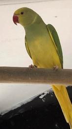 Halsbandparkieten, Dieren en Toebehoren, Vogels | Parkieten en Papegaaien