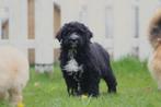 Labradoodle pups, hypo-allergene honden, Dieren en Toebehoren, België, Overige rassen, 8 tot 15 weken, CDV (hondenziekte)