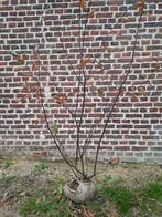 Amelanchier krentenboompje, Tuin en Terras, Planten | Struiken en Hagen, Ophalen, Struik