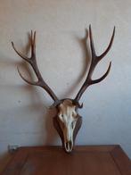 Gewei, Verzamelen, Dierenverzamelingen, Ophalen, Zo goed als nieuw