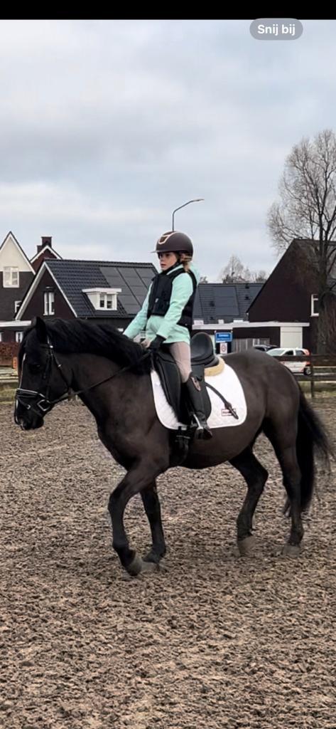 pony, Dieren en Toebehoren, Pony's, Ruin, Niet van toepassing, D pony (1.37m tot 1.48m), Dressuurpony, 3 tot 6 jaar, Met stamboom