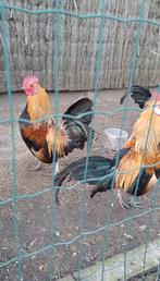 Hollandse kriel haantjes, Dieren en Toebehoren, Mannelijk, Kip
