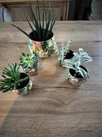 Mooie set van 5 bloempotjes.   30 €, Ophalen, Nieuw