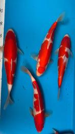 Kohaku 34-38 cm. Koï japonais âgé de 1 an. Producteur Oishi, Animaux & Accessoires, Poissons | Poissons d'étang, Carpe ou Koï