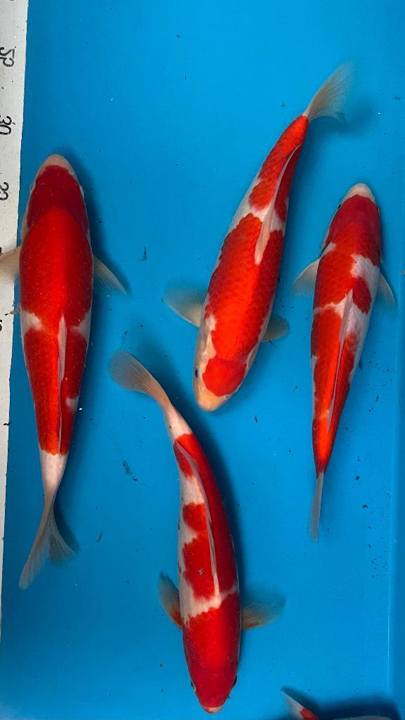 Kohaku 34-38 cm. Koï japonais âgé de 1 an. Producteur Oishi, Animaux & Accessoires, Poissons | Poissons d'étang, Carpe ou Koï