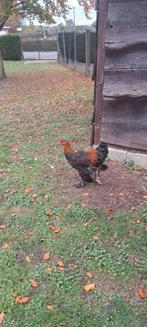 Brahma haan van 2025, Dieren en Toebehoren, Pluimvee